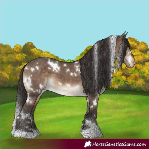 Horse Color:White Spotted Brown Dun Appaloosa 