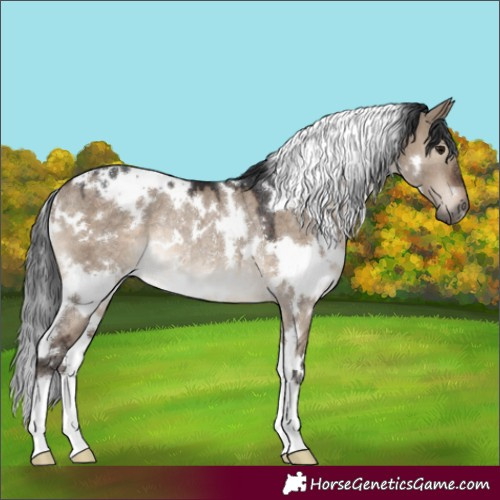 Horse Color:White Spotted Brown Dun Rabicano 