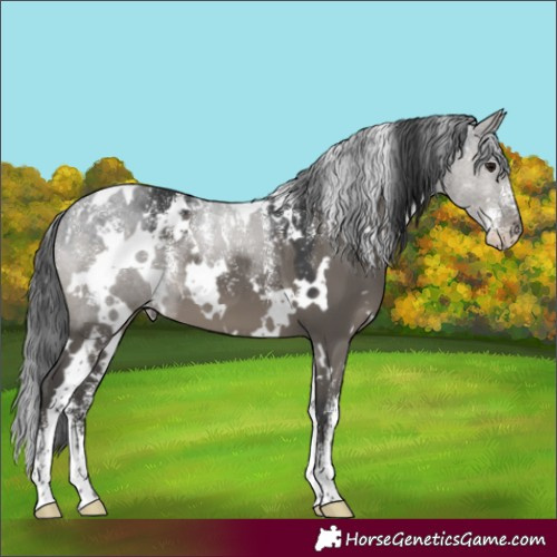 Horse Color:Powder White White Spotted Grullo 