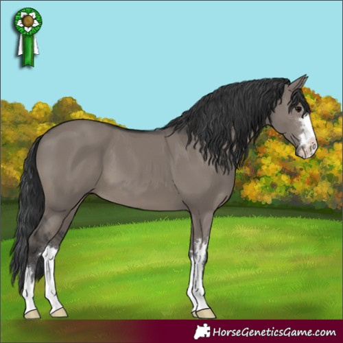 Horse Color:Grullo 