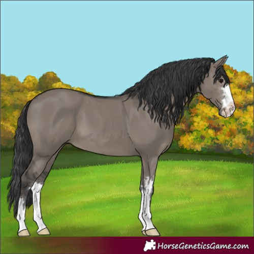 Horse Color:Grullo 
