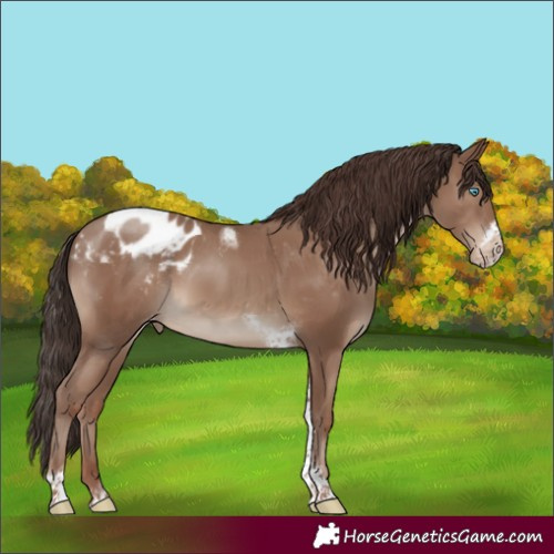 Horse Color:Classic Champagne Tobiano Frame Appaloosa Rabicano 