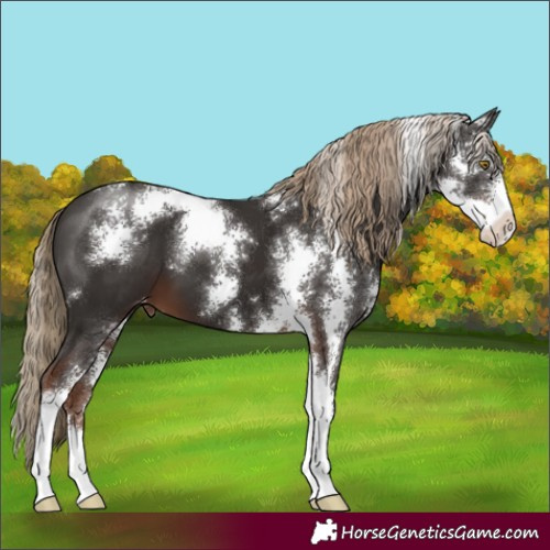 Horse Color:Liver Chestnut Sabino Appaloosa 