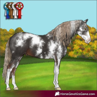 Horse Color:Liver Chestnut Sabino Appaloosa 
