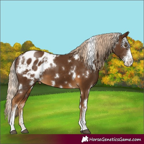 Horse Color:White Spotted Chocolate Palomino Sabino Appaloosa 