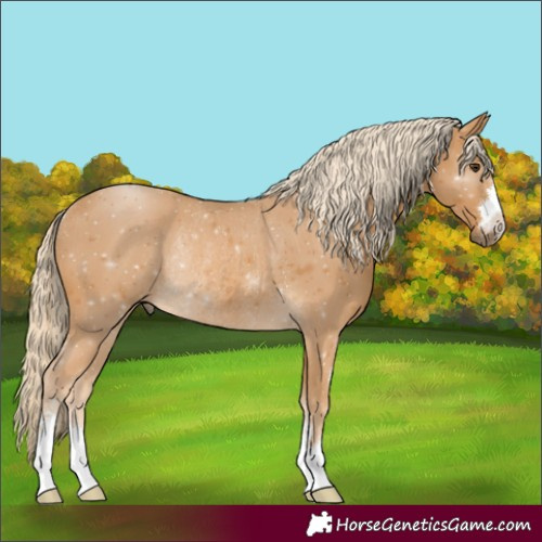 Horse Color:Palomino Rabicano 