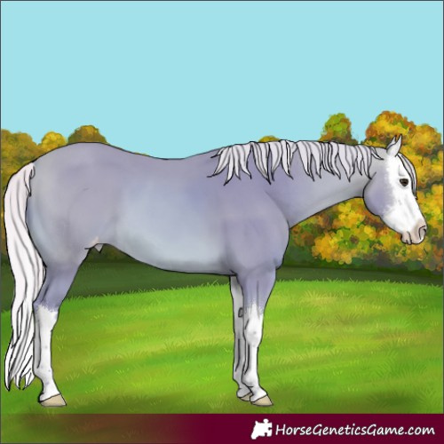 Horse Color:Watercolor Silver Bay Splash Appaloosa