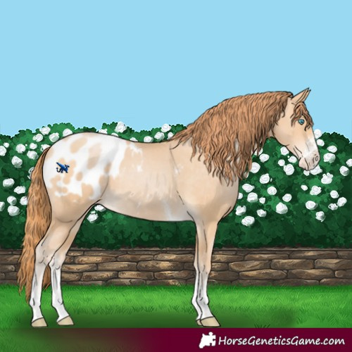 Horse Color:Buckskin Pearl Sabino Tobiano Blanket 