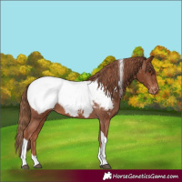 Horse Color:Chestnut Tobiano Appaloosa