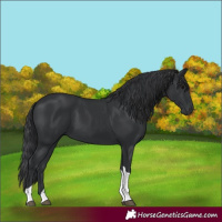 Horse Color:Black Tobiano Rabicano 