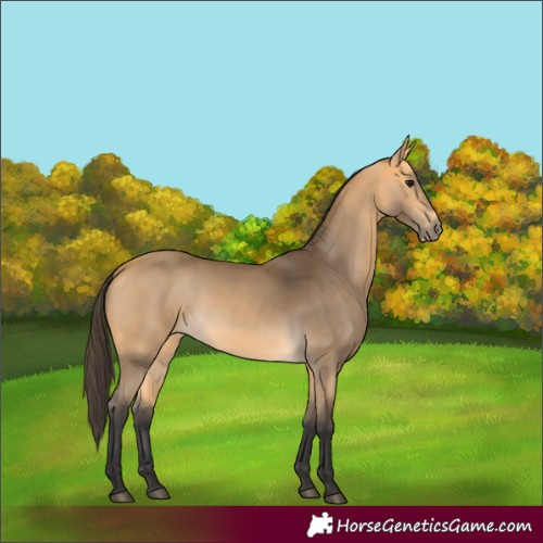 Horse Color:Buckskin 