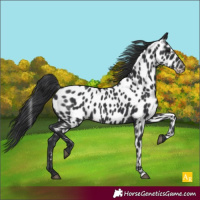 Horse Color:Black Near Leopard