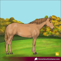 Horse Color:Chestnut Rabicano 