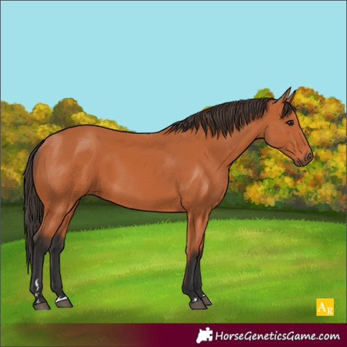Horse Color:Bay 