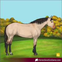 Horse Color:Bay Dun 