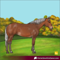 Horse Color:Silver Bay 