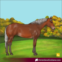 Horse Color:Silver Bay