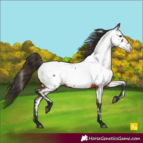 Horse Color:Bay Near Fewspot