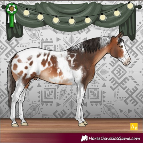 Horse Color:Bay Splash Tobiano Appaloosa