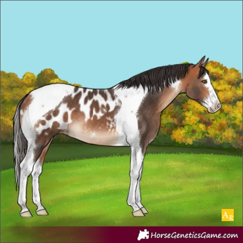 Horse Color:Bay Splash Tobiano Blanket 