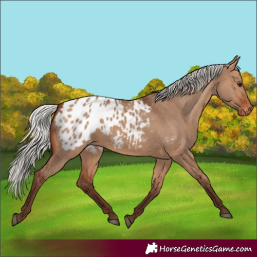 Horse Color:Silver Brown Dun Appaloosa 
