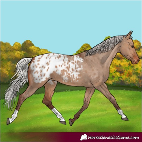 Horse Color:Silver Brown Dun Blanket 