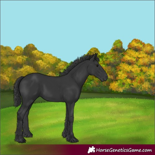 Horse Color:Unknown 