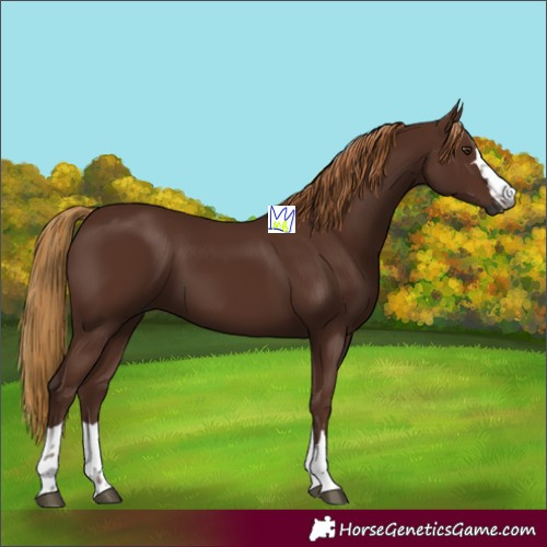Horse Color:Gray Chestnut 