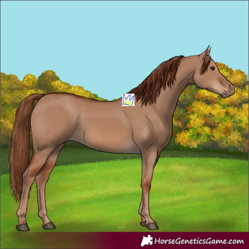 Horse Color:Red Dun