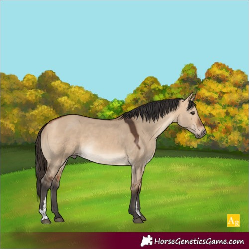 Horse Color:Bay Dun Sabino Rabicano 