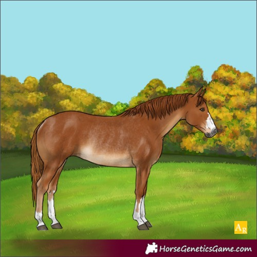 Horse Color:Gray Chestnut Rabicano 