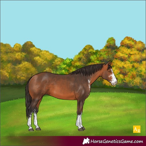 Horse Color:Bay Sabino 