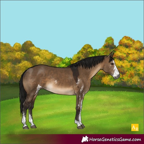 Horse Color:Gray Brown Dun Sabino Rabicano 