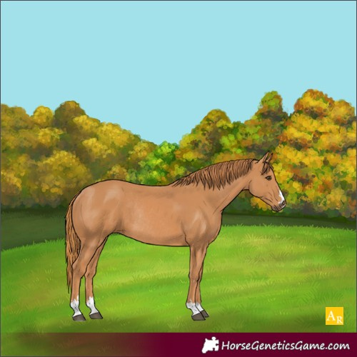 Horse Color:Chestnut Rabicano 