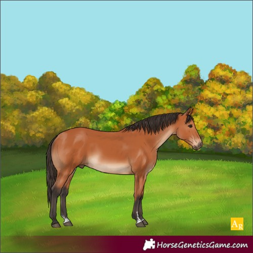 Horse Color:Bay Sabino 