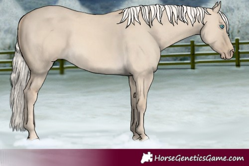Horse Color:Cremello Dun 
