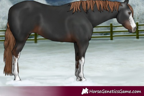 Horse Color:Gray White Spotted Liver Chestnut 