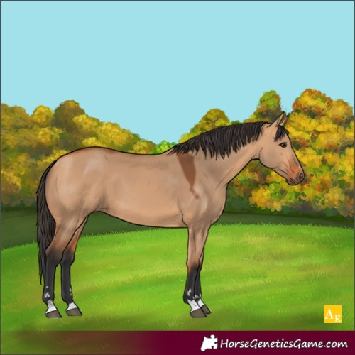 Horse Color:Bay Dun 