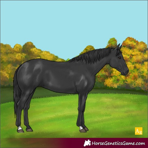 Horse Color:Black 