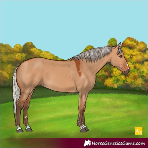Horse Color:Silver Bay Dun 