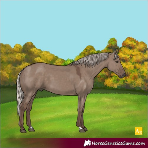 Horse Color:Silver Grullo 