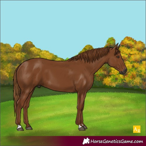 Horse Color:Gray Chestnut 