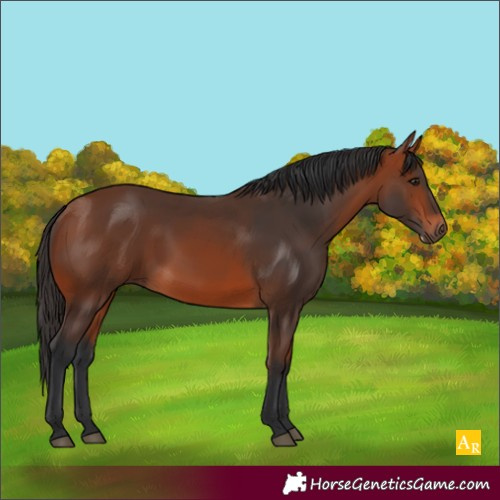 Horse Color:Bay Frame
