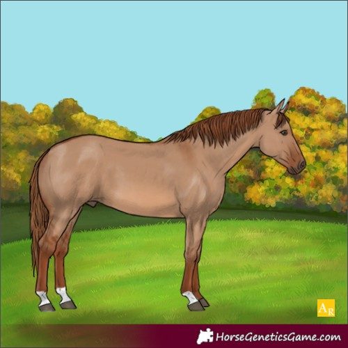 Horse Color:Red Dun 