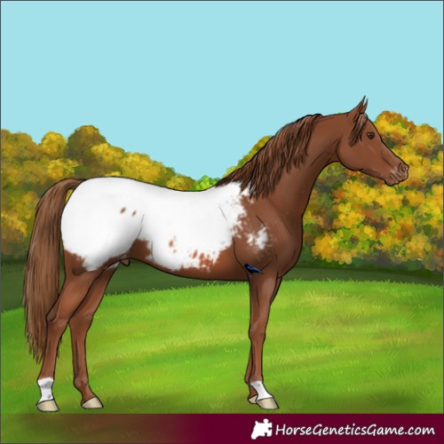 Horse Color:Chestnut Appaloosa 