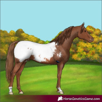Horse Color:Chestnut Snowcap 