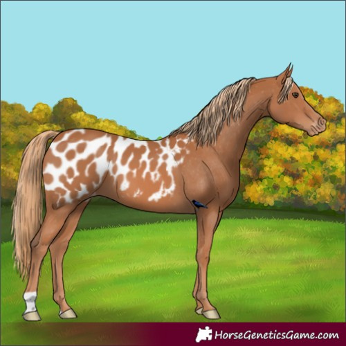 Horse Color:Chestnut Appaloosa 