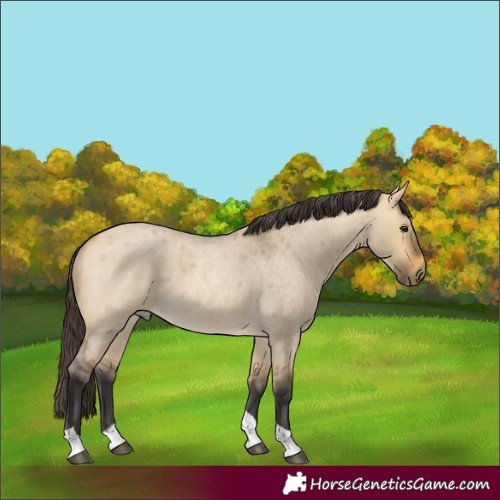 Horse Color:Buckskin Roan Dun Tobiano 