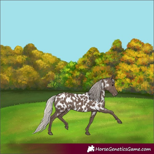 Horse Color:Silver Black Appaloosa 