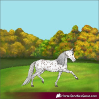 Horse Color:Silver Black Skewed Appaloosa 